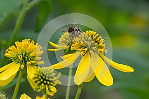 Wingstem Verbesina alternifolia, flower with honeybee photo